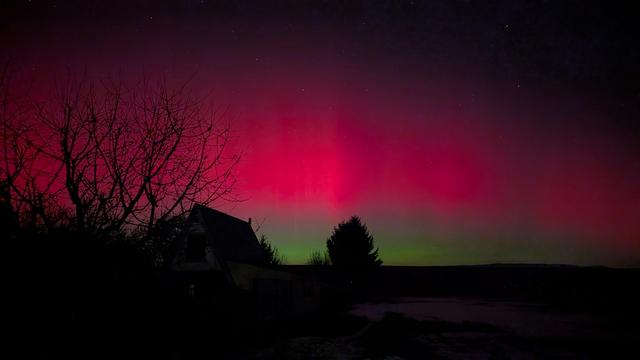 red and green skies behind black trees