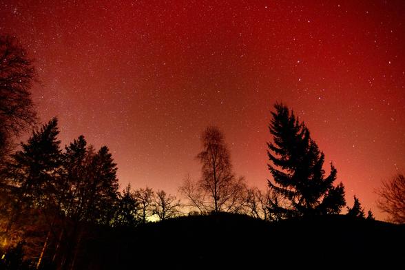 orange sky behind trees