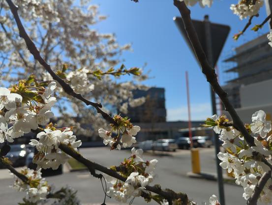 View of the far side of MPS through boughs with cherry blossoms