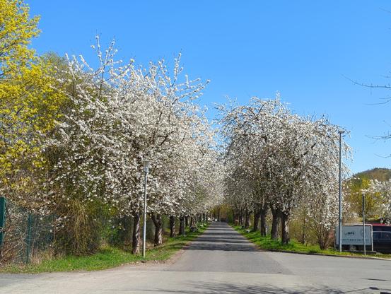 Hans-Adolf-Krebs-Weg lined with blooming cherry trees with MPS sign