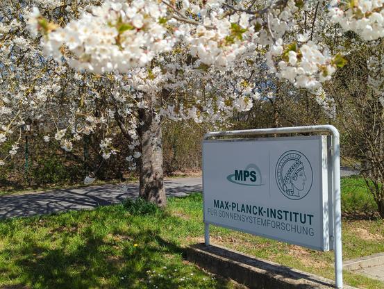 MPS sign amidst cherry trees